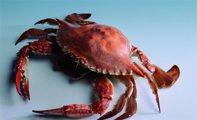 海蟹怎么保存 海蟹买回家要怎么保存