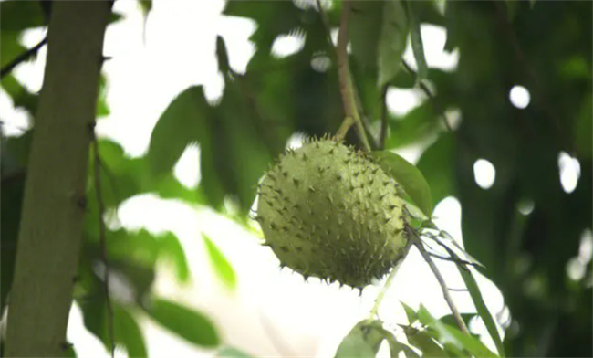 番荔枝怎么吃最好 番荔枝的营养价值