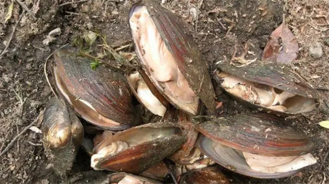 ​河蚌的营养价值 淡水河蚌有什么营养价值