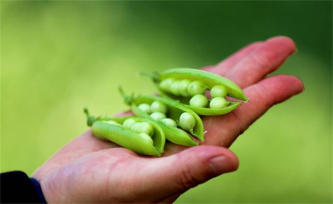 豌豆的营养价值 豌豆和毛豆的区别