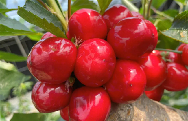 樱桃的热量 樱桃是高热量食物吗(樱桃的热量是多少)图1