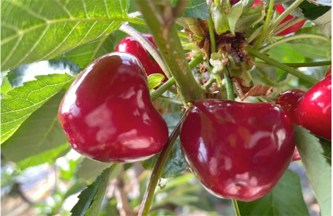 樱桃的热量 樱桃是高热量食物吗