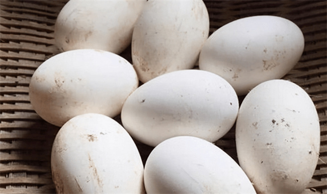 鹅蛋的营养价值 鹅蛋吃了有什么好处