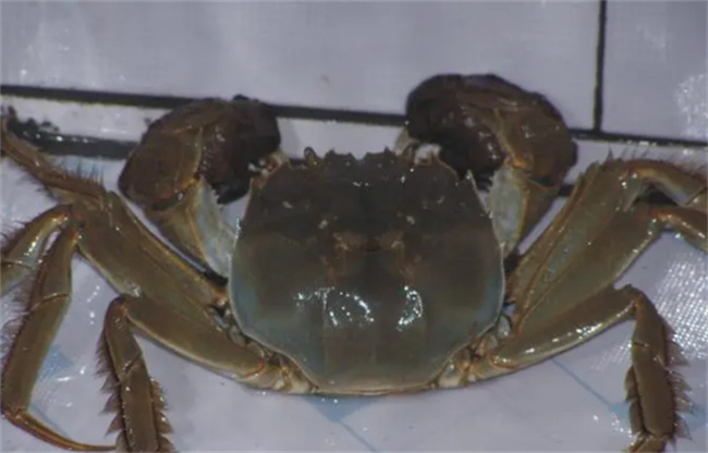 活螃蟹怎么保存过夜 螃蟹不沾水一般能活几天