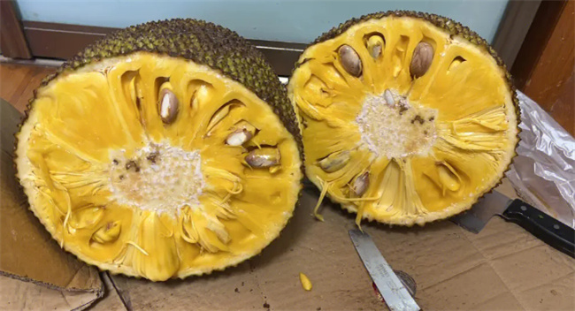 菠萝蜜的功效与作用 菠萝蜜是凉性还是热性(菠萝蜜的核可图1