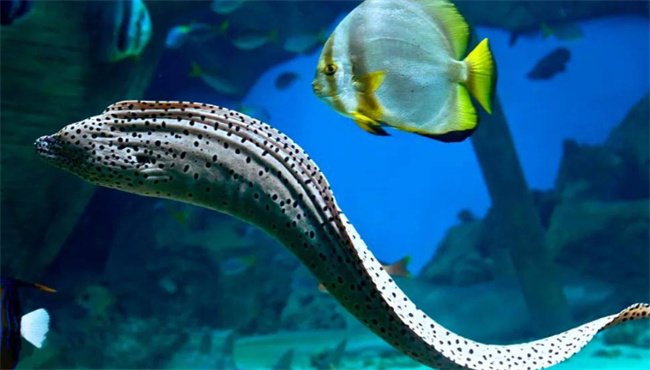 海鳗鱼怎么清理 海鳗鱼的营养价值