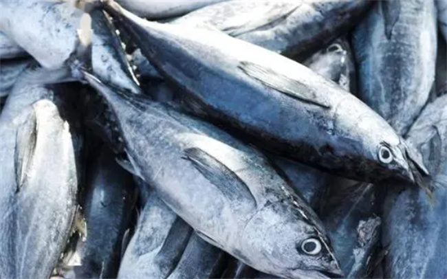 金枪鱼的营养价值 金枪鱼和三文鱼的区别(金枪鱼的吃法)图1