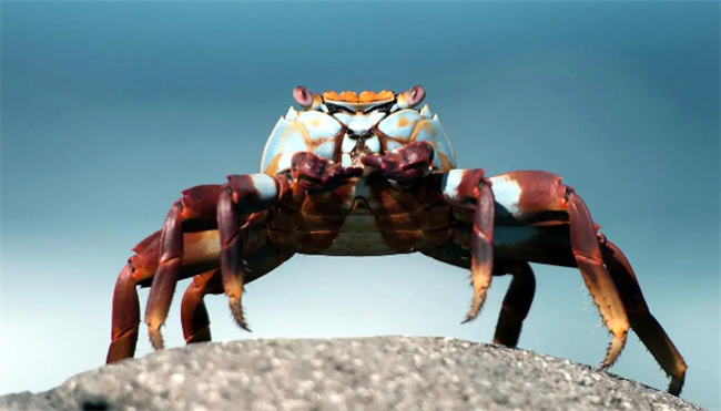 吃螃蟹的季节是几月份 什么季节吃螃蟹(吃螃蟹的正确方法)图1