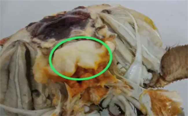 螃蟹里面的那个白色的膏体可以吃吗，螃蟹不适合哪些人吃(图1